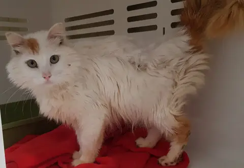 SIMBA