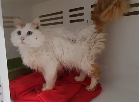 SIMBA photo 2