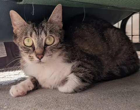 Rosita