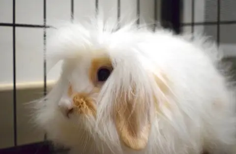 BLANCO