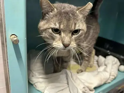 NECTAR (FIV+) photo 2