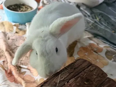 SIGMUND
