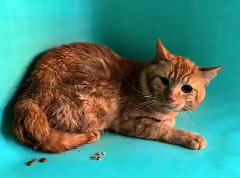Kenobi