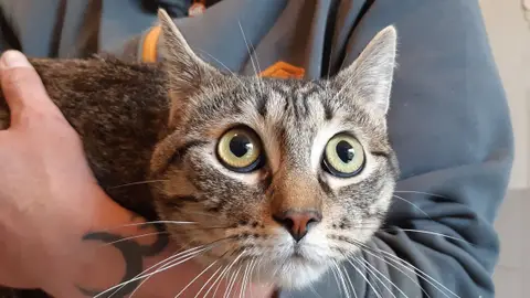 Féfé