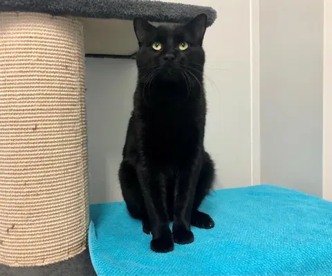 BLACKY