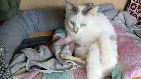 CHOUPETTE (réservée) photo 2