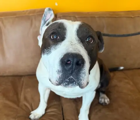 NIKITA