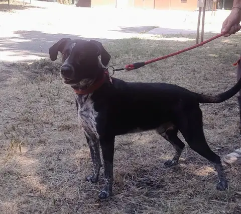RASTA