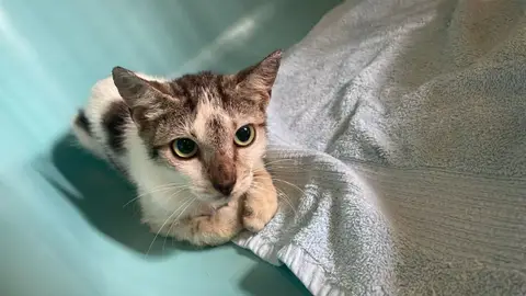 BATHILDA