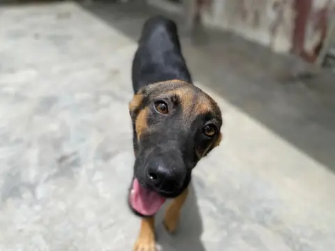 NINA