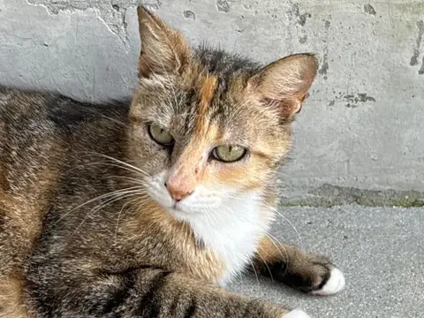 PITA