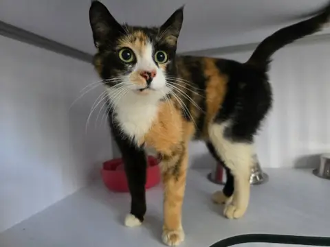 Vagabonde (en cours d'adoption)