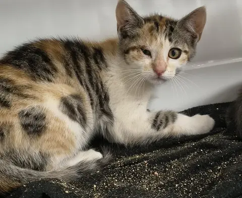 TINA