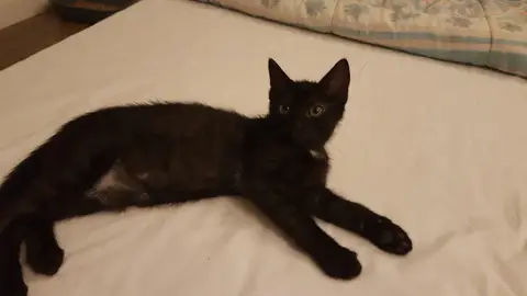 VENUS