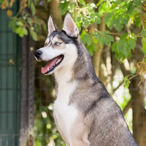 MEEKO VAA