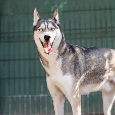 MEEKO VAA photo 2