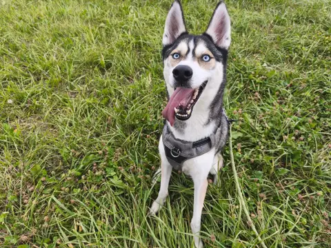 MEEKO VAA photo 3