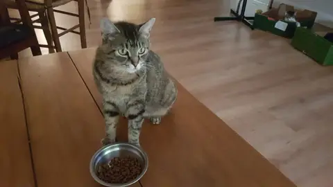 MAYA