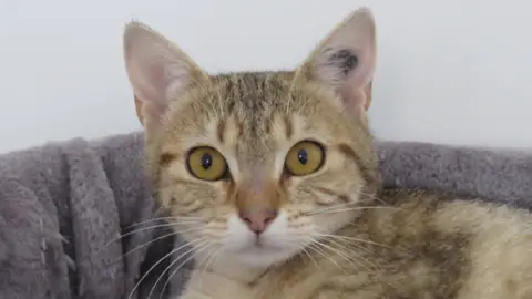 BABOUCHE