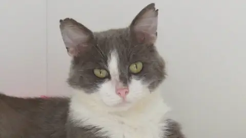 GASTON (Réservé)
