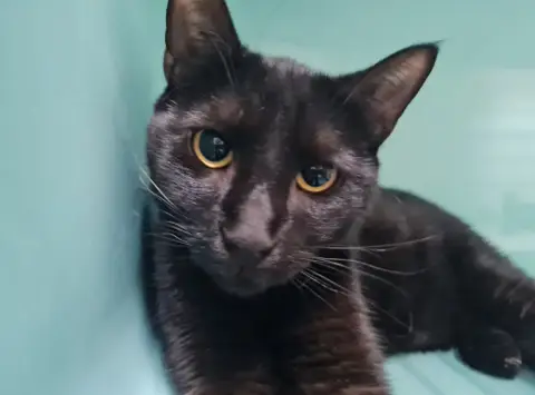 Albert (A trouvé sa famille)