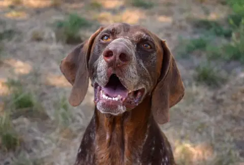 BALOO photo 3