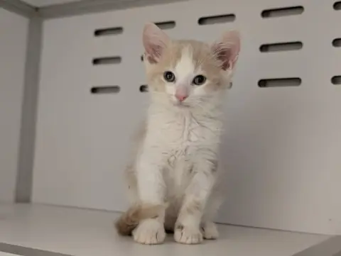 ESTEBAN