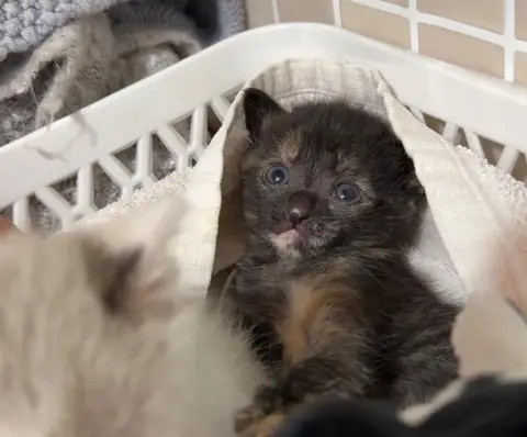 ROUKA (BABY2) photo 2