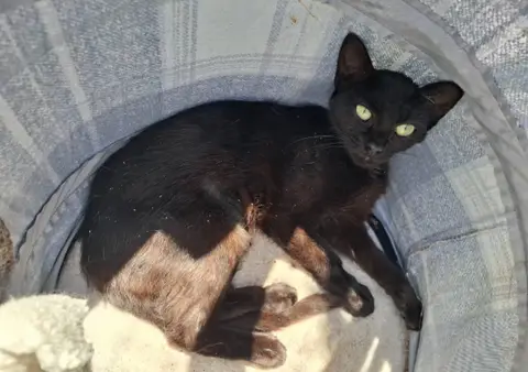 BASTET