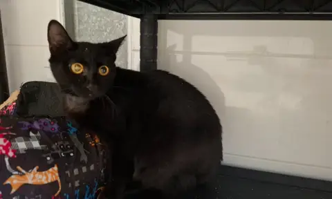 MIMI