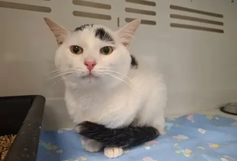 MINOU