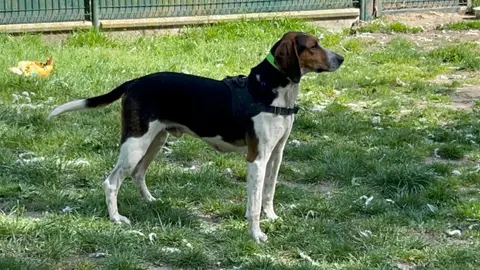 SANGLIER photo 4