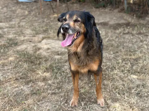 MAYA