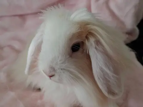 PRINCE