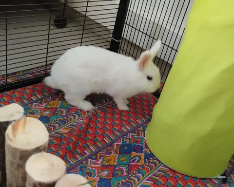 LOUPY