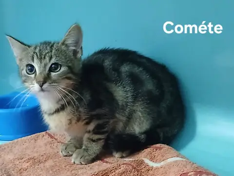 Cométe