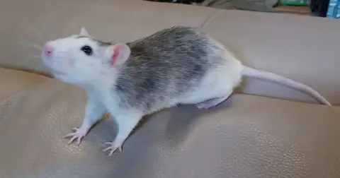 SPEEDY
