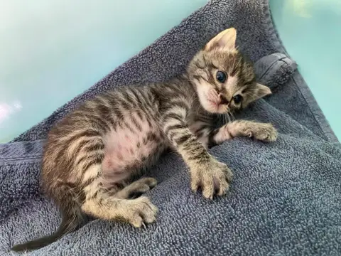 PRALINE