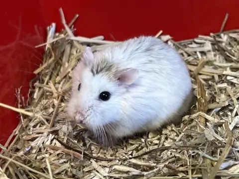 MARSHMALLOW