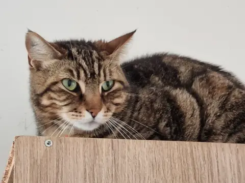 OLLIVER