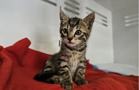 LUCIFER