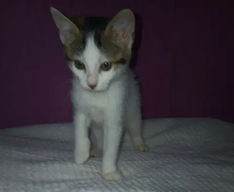 Baïa