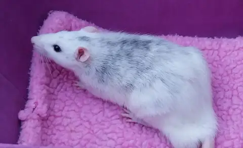 CHEEPER