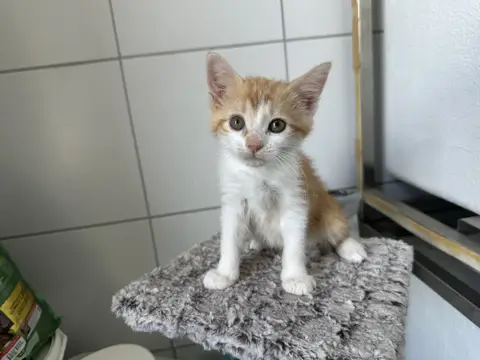 MIA