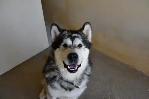 Kyko boy