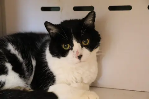 BEBE