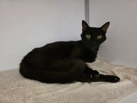 Lilou