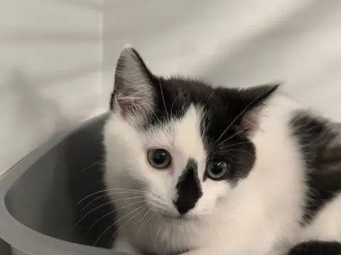 TIKA