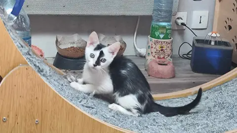 NOUMEA (a trouvé sa famille)