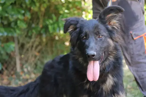 SAPHIRA